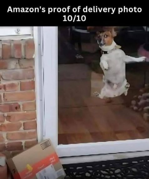 proof of delivery dog.jpg